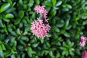 Fototapeta premium Ixora chinensis is a species of plant of the genus Ixora. Pink flower blossom outdoor in garden.