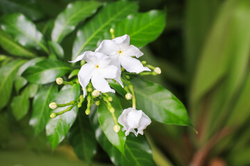 Pinwheel flower and buds with green leaves. Tabernaemontana Divaricata, blooming white flower.