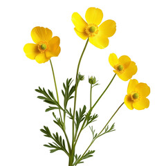 Bright buttercup flowers isolated on a clean transparent background showcasing natural beauty and vibrant colors, Buttercup flowers isolated on transparent background cutout