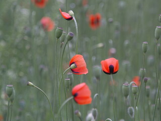 red poppy flowers on a green field