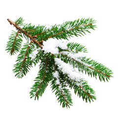 Obraz premium Snow Covered Pine Branch Winter Nature Green fir tree cold isolated on transparent background, png