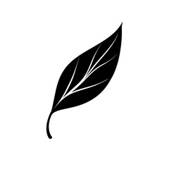Vector icon only black color on a white background it is a falling leaf it is a thin and stylized leaf it is a long equalyptus leaf with a subtle movement it is a m