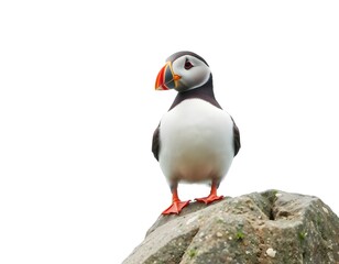 Naklejka premium Puffin Chick on Rock Full-Body Illustration Isolated on White