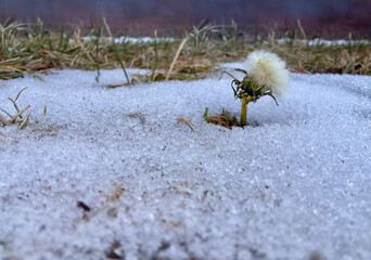 Cotton grass, Eriophorum, pops thru ice and snow with a short flower head. This is an alpine plant growing in a backyard at a home in Cody, Wyoming,  in winter, January.