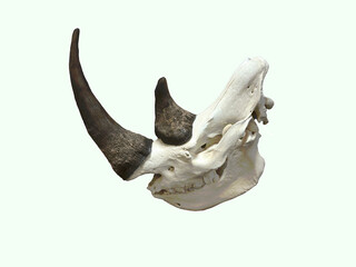 Rhinoceros fossil head bones, double horns, teeth all displayed in closeup & isolated. Skeleton skull remains of a wild animal are bleached white  with distinct features.