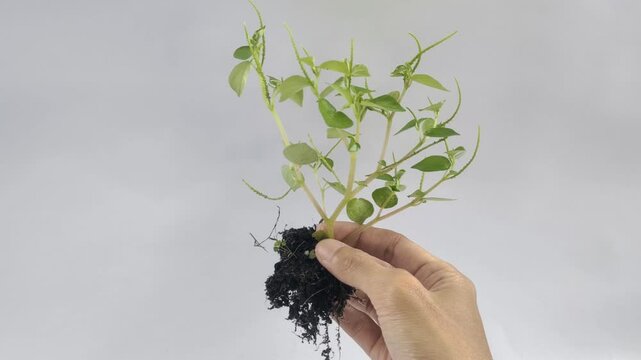A person holds Peperomia pellucida or pepper elder, or shining bush plant, or crab claw herb is a shallow-rooted annual herb, on the white background.