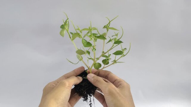 A person holds Peperomia pellucida or pepper elder, or shining bush plant, or crab claw herb is a shallow-rooted annual herb, on the white background.