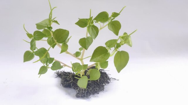 Peperomia pellucida or pepper elder, or shining bush plant, or crab claw herb is a shallow-rooted annual herb, on the white background.