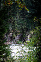 River Between the Trees in Ukraine