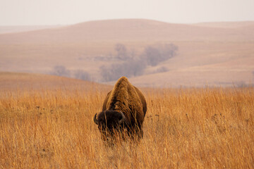 Bison in tallgrass prairie national preserve