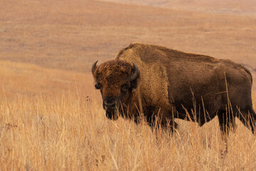 Bison in tallgrass prairie national preserve