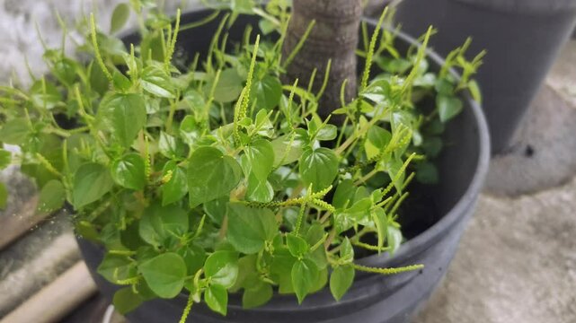Peperomia pellucida or pepper elder, or shining bush plant, or crab claw herb, or crab claw herb is a shallow-rooted annual herb, characterized by succulent, shiny, heart-shaped stems, fleshy leaves.