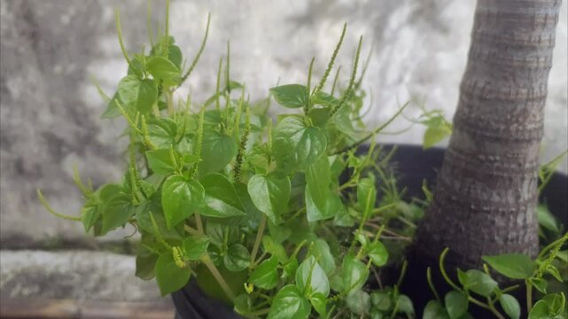 Peperomia pellucida or pepper elder, or shining bush plant, or crab claw herb, or crab claw herb is a shallow-rooted annual herb, characterized by succulent, shiny, heart-shaped stems, fleshy leaves.
