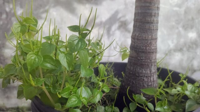 Peperomia pellucida or pepper elder, or shining bush plant, or crab claw herb, or crab claw herb is a shallow-rooted annual herb, characterized by succulent, shiny, heart-shaped stems, fleshy leaves.