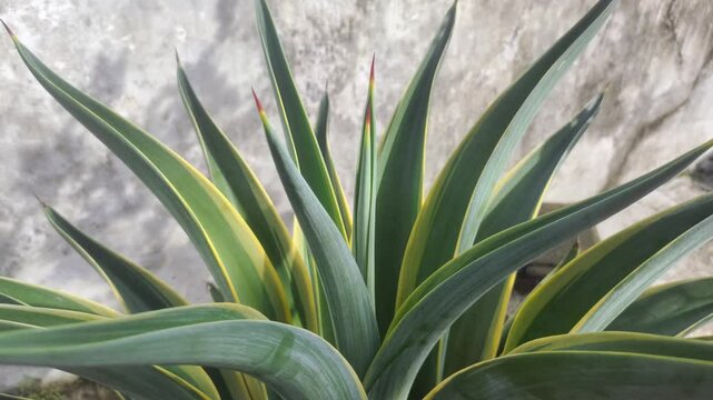 An Agave americana plant in the garden.