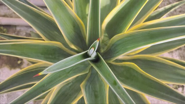 An Agave americana plant in a pot in the garden. This plant has sharp red thorn tips.