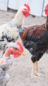 Gallinas campestres en granja 
