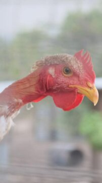 Retrato de gallina criolla en el campo 