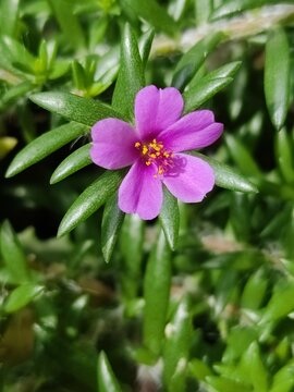 hermosa flor rosada, naturaleza, verdolaga comun, 