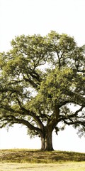 Fototapeta premium a single oak tree standing in an open field, displaying lush green foliage, with a clear bright sky in the background