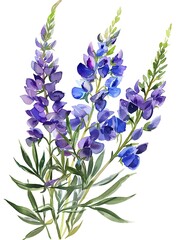 Naklejka premium Watercolor Blue Larkspur Isolated on White Background. Beautiful Larkspur Flower