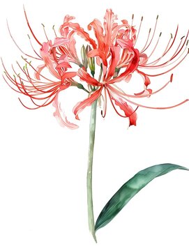 red white lily Stargazer Lily - 5 Plants - 16-18 cm Bulb | Lilium orientalis 'Stargazer' | Pink | Zone 3-9 | Full Sun