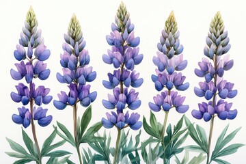Obraz premium A watercolor illustration of vibrant purple lupine flowers in a natural arrangement.