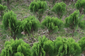 oriental arbor vitae leaf plant on farm
