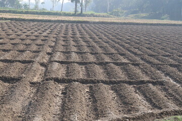soil bed on field for potato plantation