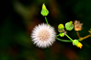 beautiful desert flower, argentine Patagonia