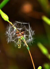 beautiful desert flower, argentine Patagonia