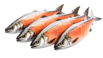 A collection of salmon fish, arranged together on a plain white background.