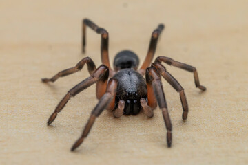 Close uo of an Australian White-tailed Spider
