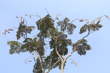 Oroxylum indicum plant on field