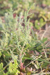 Tamarix chinensis plant on field
