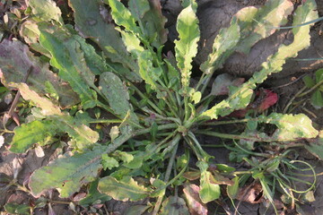 curly dock plant also called Rumex crispus