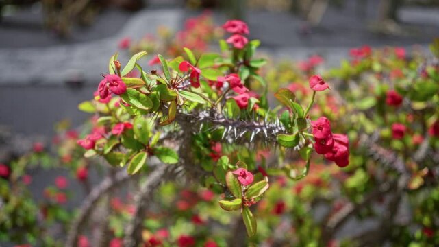 Euphorbia milii, commonly known as crown of thorns, with vibrant red flowers and green leaves in outdoor daylight, captured in a cactus garden in lanzarote, canary islands.