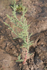 Tamarix chinensis plant on field