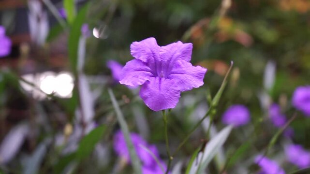 Close up of purple Ruellia simplex flower in natural outdoor setting
