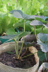 strawberry plant seedling on bag