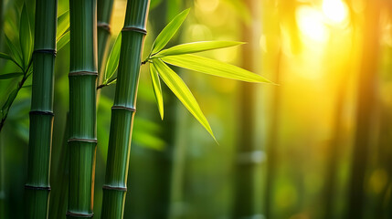 Serene Bamboo Forest at Sunset, grove, plants, nature, leaves, green