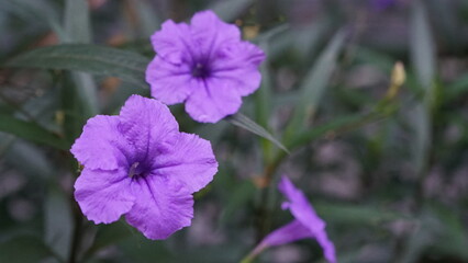 Delicate purple Mexican petunia flowers blooming in a serene garden setting