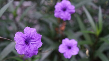 Three purple Ruellia simplex flowers in soft focus on a blurry green background