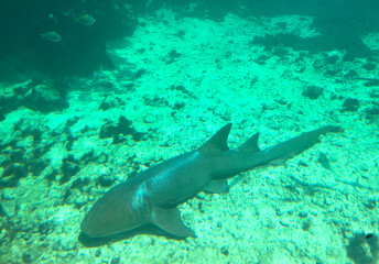 Fototapeta premium Tiburon en laguna Playa del Carmen México