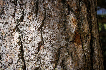 Tree trunk texture