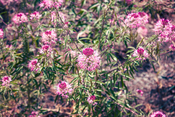 Obraz premium Pink wildflowers