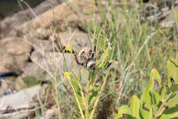 Fuzzy caterpillars on wild plant