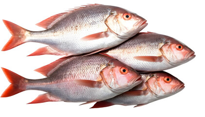 A collection of snapper fish and vibrant leaves, arranged together on a plain white background.