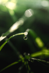 dew on grass