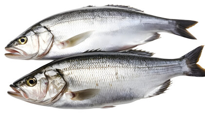 Fototapeta premium A pair of fresh seabass fish in a close-up shot, isolated on a plain white background.
